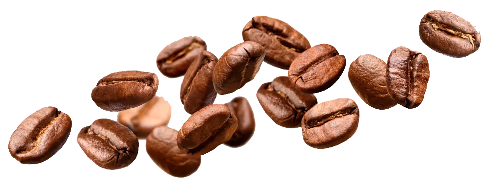 café arabica dordogne
