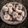 Boutique Ail noir artisanal Dordogne