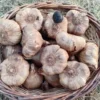 Vente Ail noir artisanal Dordogne