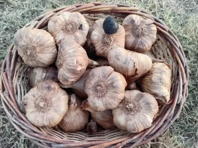 Vente Ail noir artisanal Dordogne