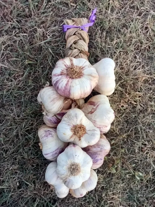 Ail violet tressé dordogne